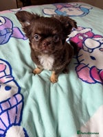 Chihuahua dogs - Advert 3
