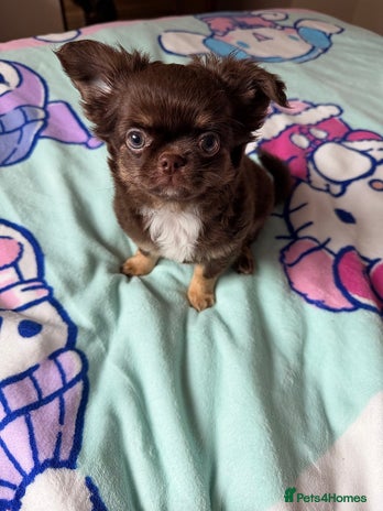 Chihuahua dogs - Advert 1