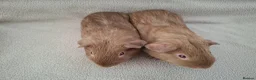 Guinea Pig rodents for sale: Two lovely self caramel guinea pig boars - Advert 2