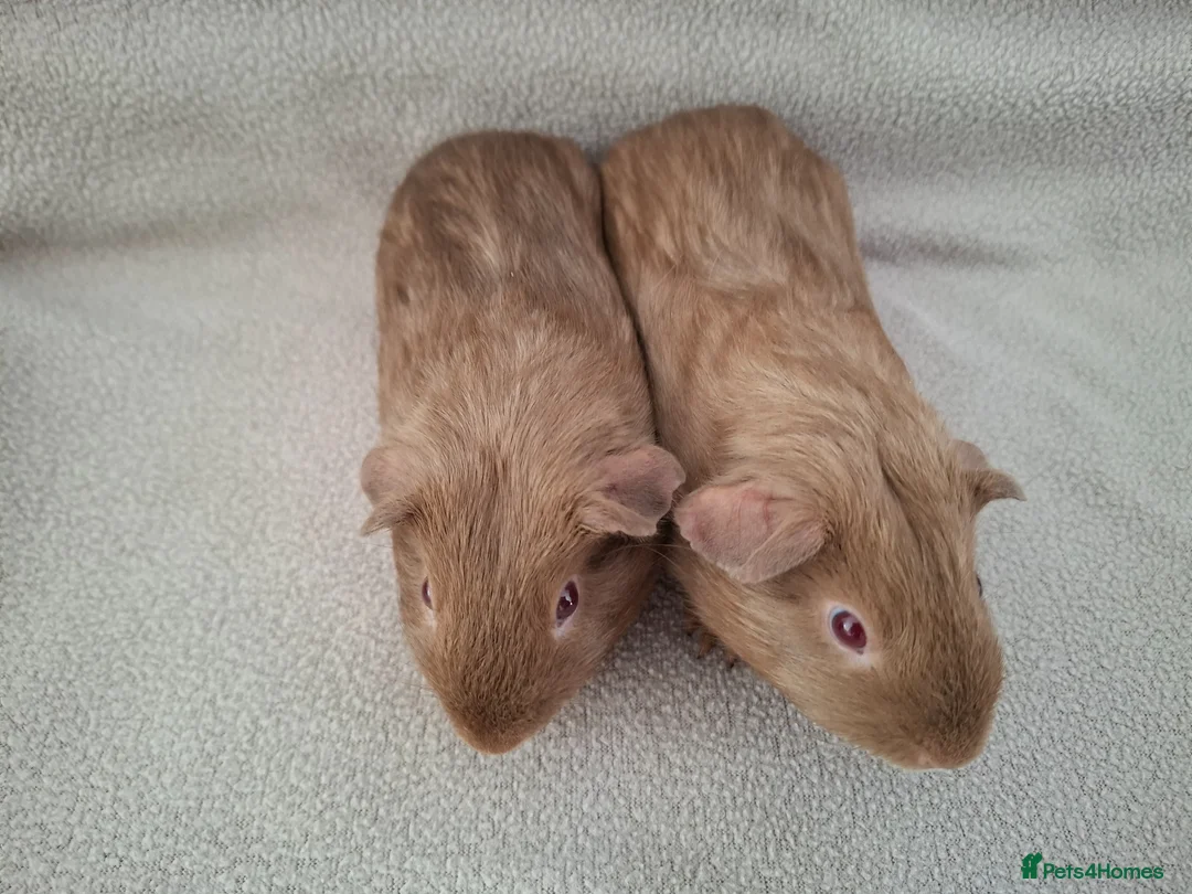 Guinea Pig rodents for sale: Two lovely self caramel guinea pig boars - Advert 2