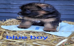 German Shepherd dogs for sale: German shepherd puppies  - Image 11