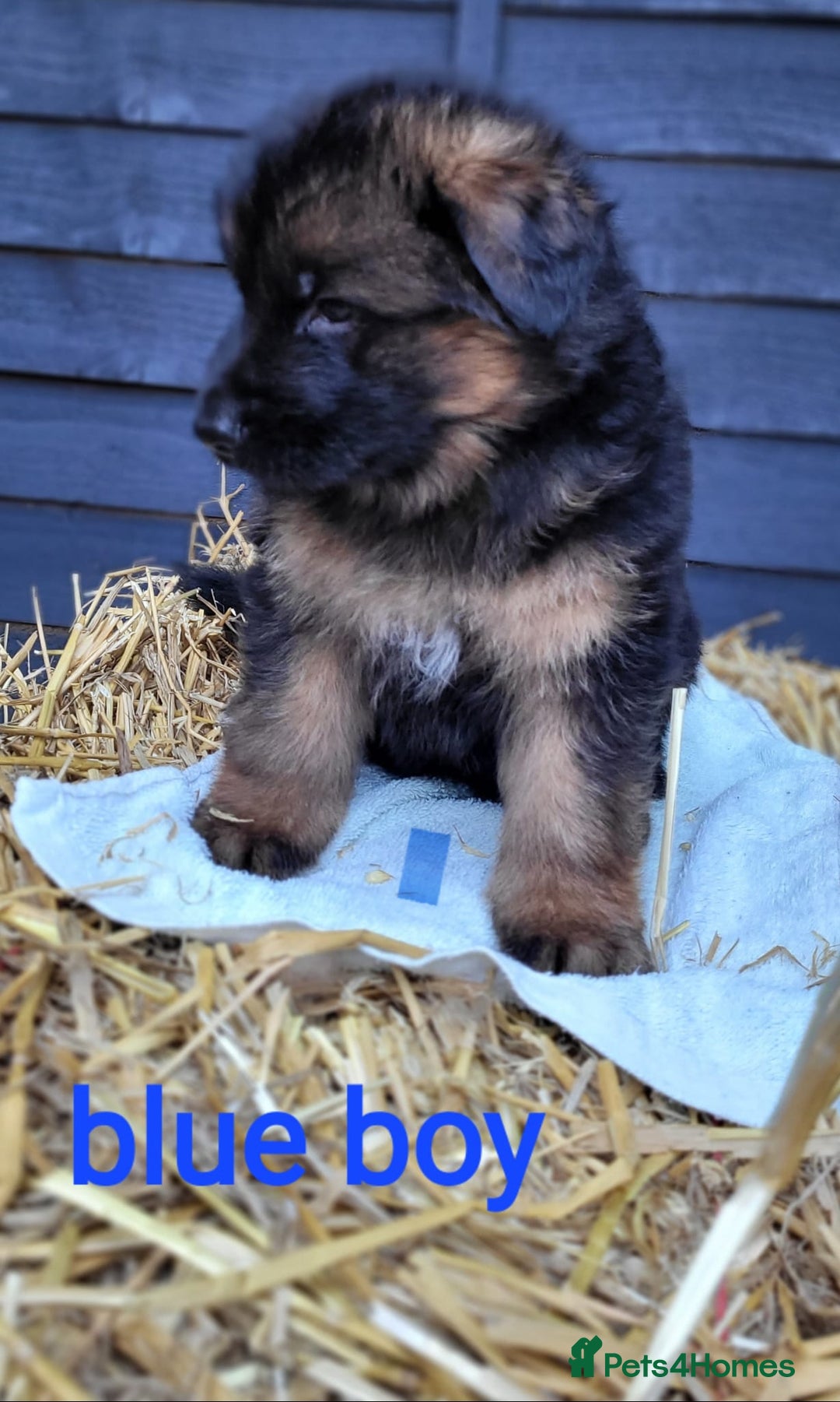 German Shepherd dogs for sale: German shepherd puppies  - Image 11