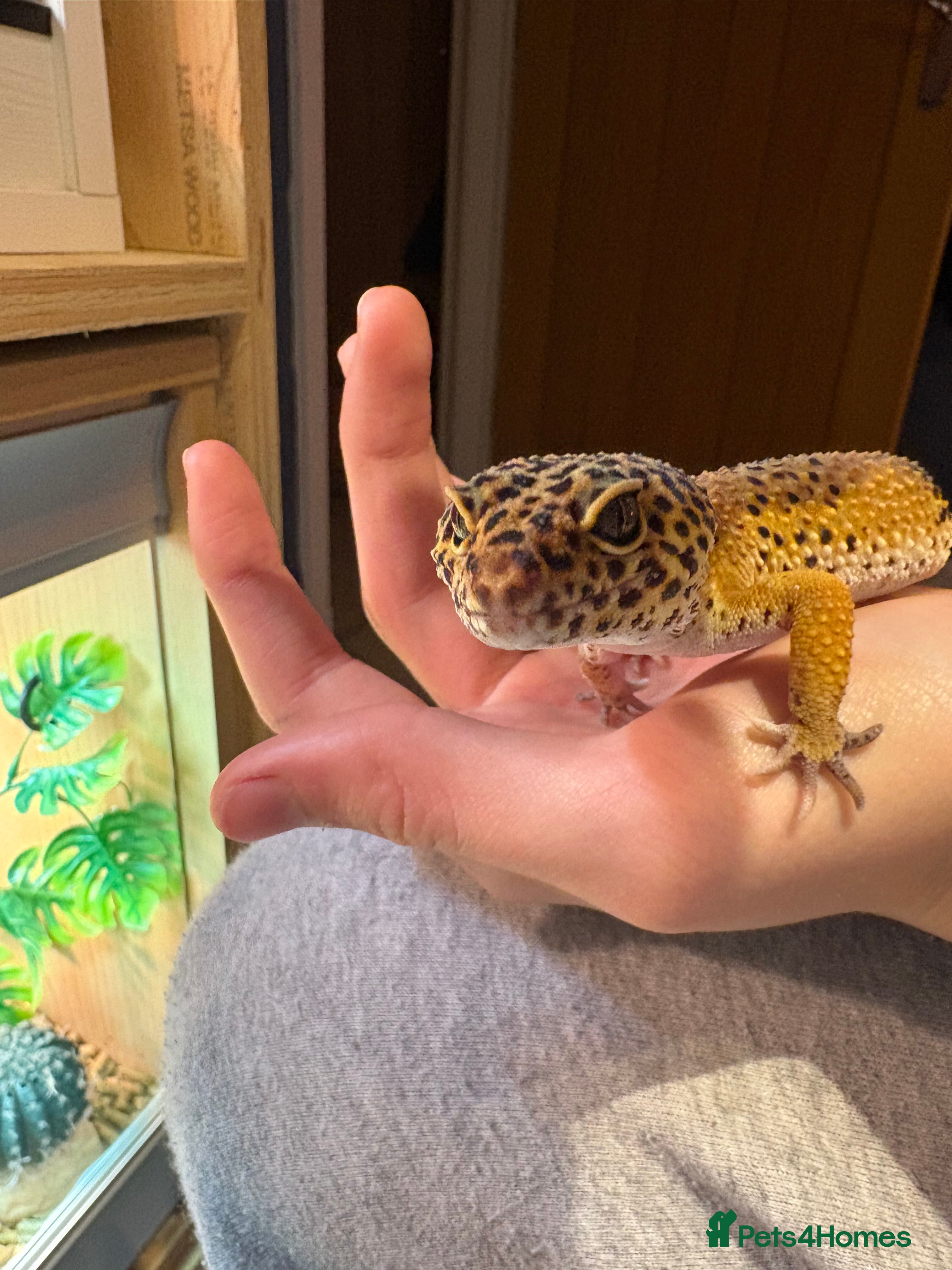 Leopard Gecko reptiles Female leopard gecko  - Advert 2