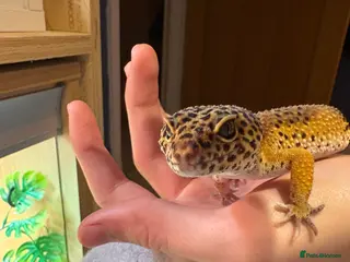 Leopard Gecko reptiles Female leopard gecko - Advert 2