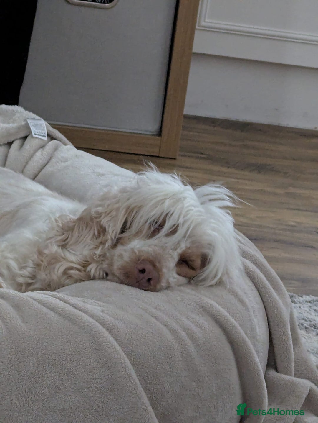 Cocker Spaniel dogs for sale: Beautiful Show Cocker Spaniel Males  - Advert 5