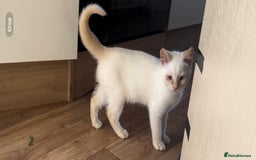 Mixed Breed cats for sale: Gorgeous white male kitten looking for a new home - Image 5