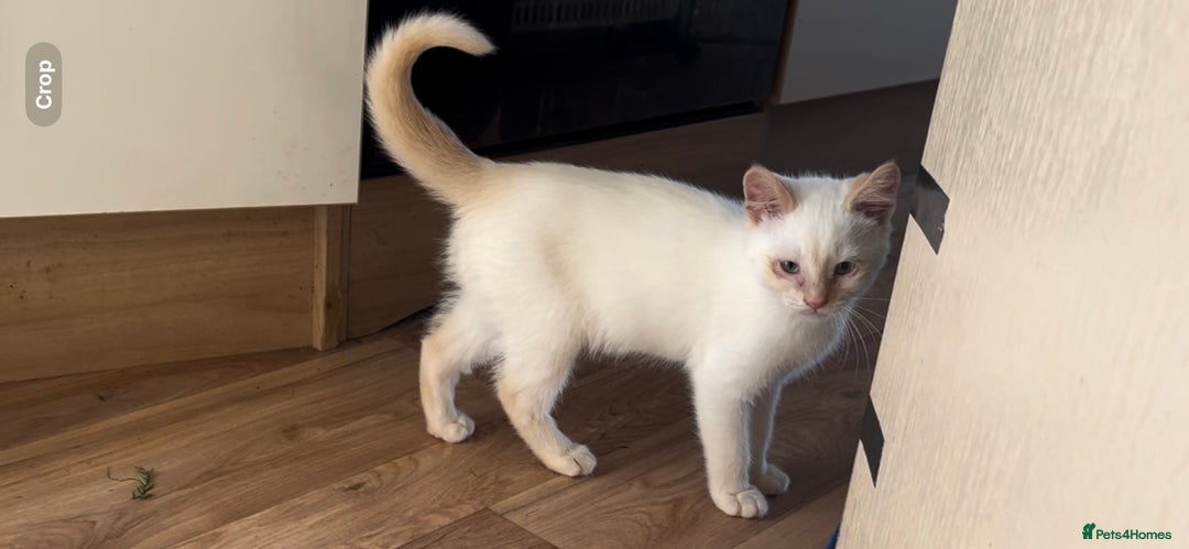 Mixed Breed cats for sale: Gorgeous white male kitten looking for a new home - Image 5