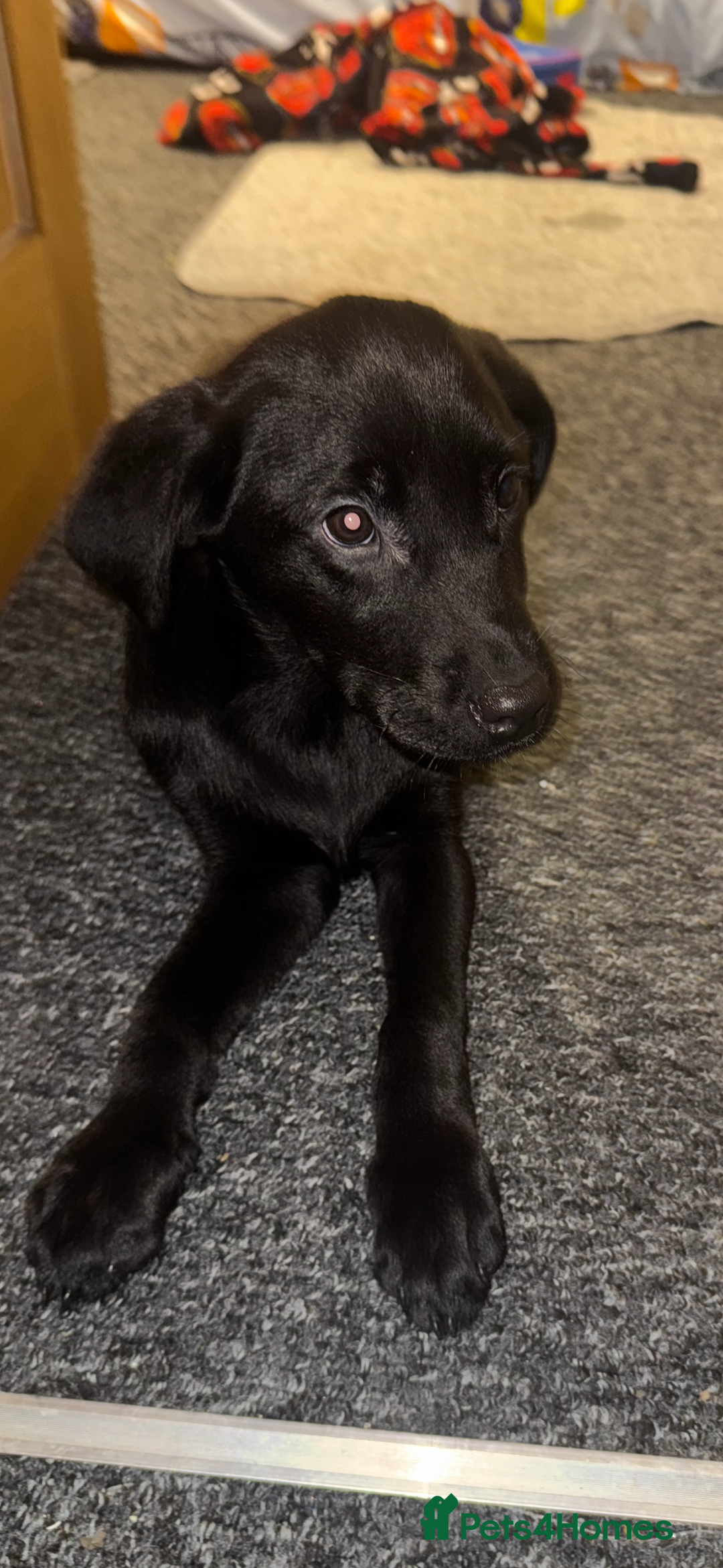 Labrador Retriever dogs for sale: Labrador puppies  - Advert 1