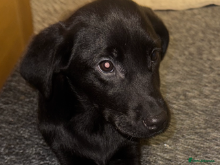Labrador Retriever dogs Labrador puppies - Advert 13