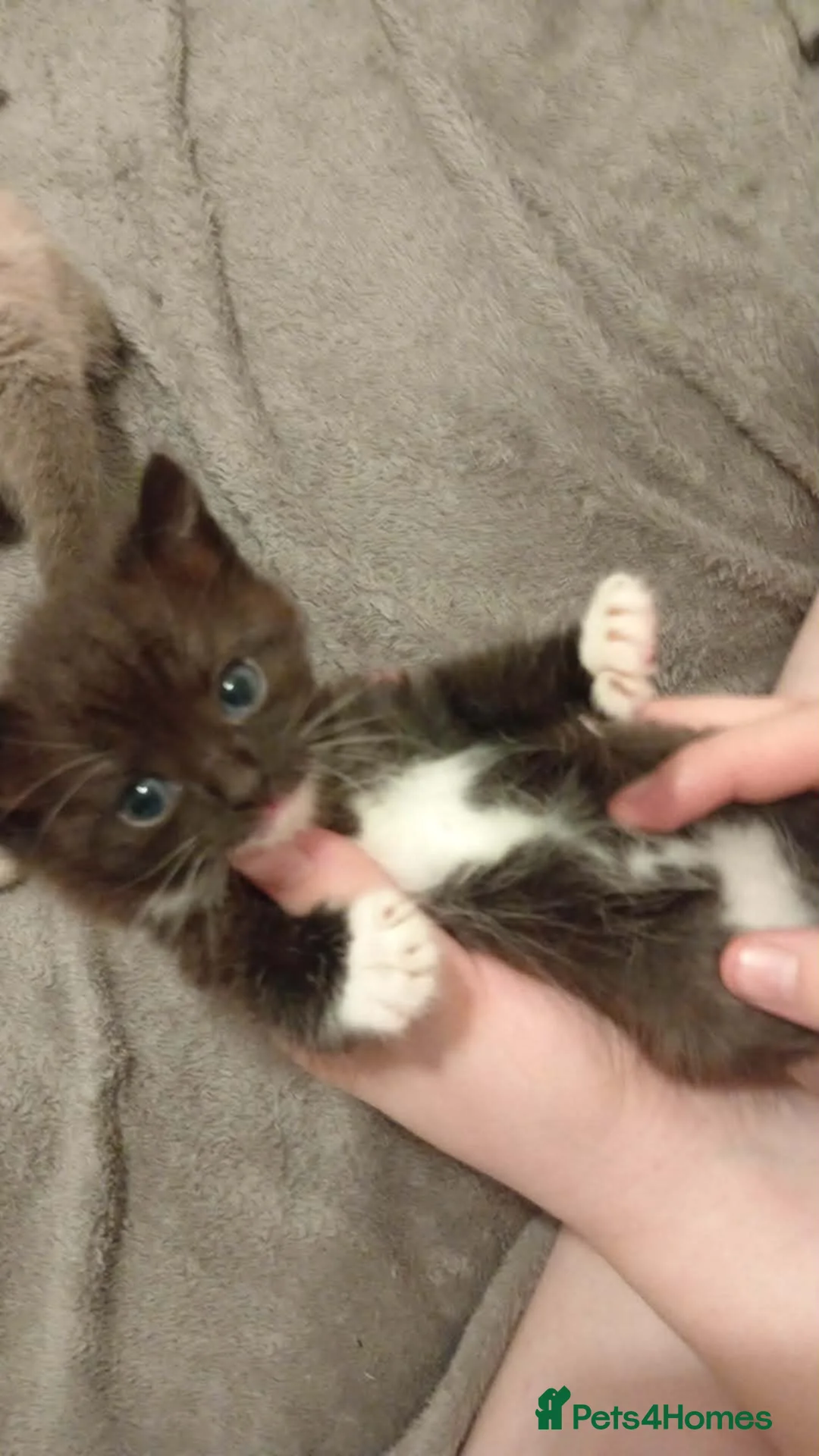 Mixed Breed cats for sale: 2  stunning kittens  - Advert 2