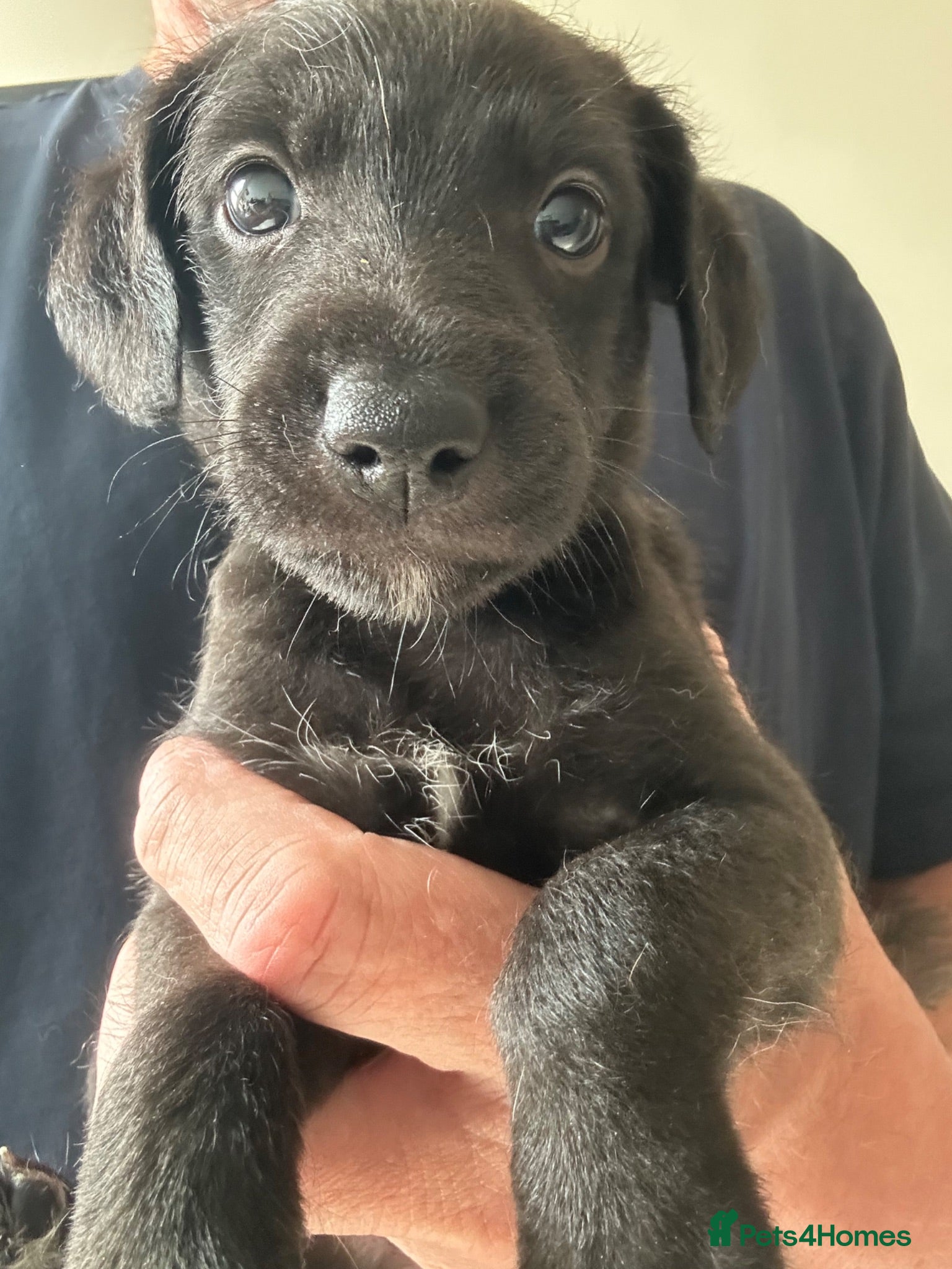 Mixed Breed dogs Bedlington Terrier Whippet Cross - Advert 13