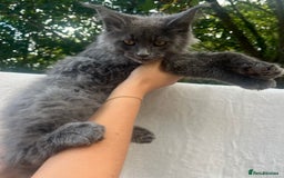 Maine Coon cats for sale: STUNNING MAINE COON SMOKE (tica activereg ) - Image 32