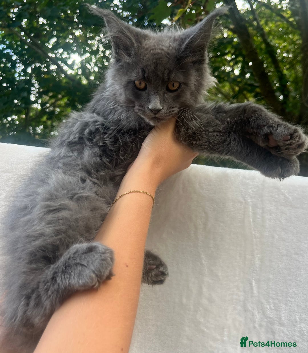 Maine Coon cats for sale: STUNNING MAINE COON SMOKE (tica activereg ) - Image 32