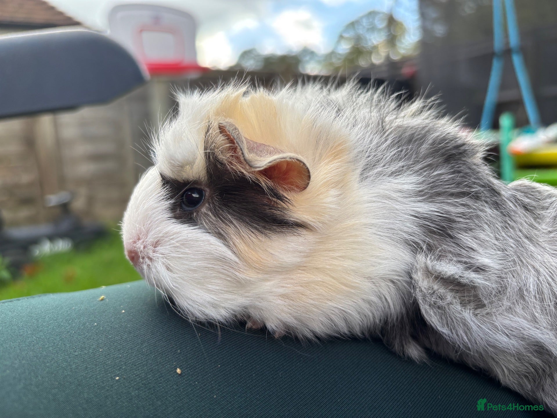 Guinea Pig rodents Baby Peruvian Silkie guineapigs very fluffy  - Advert 6