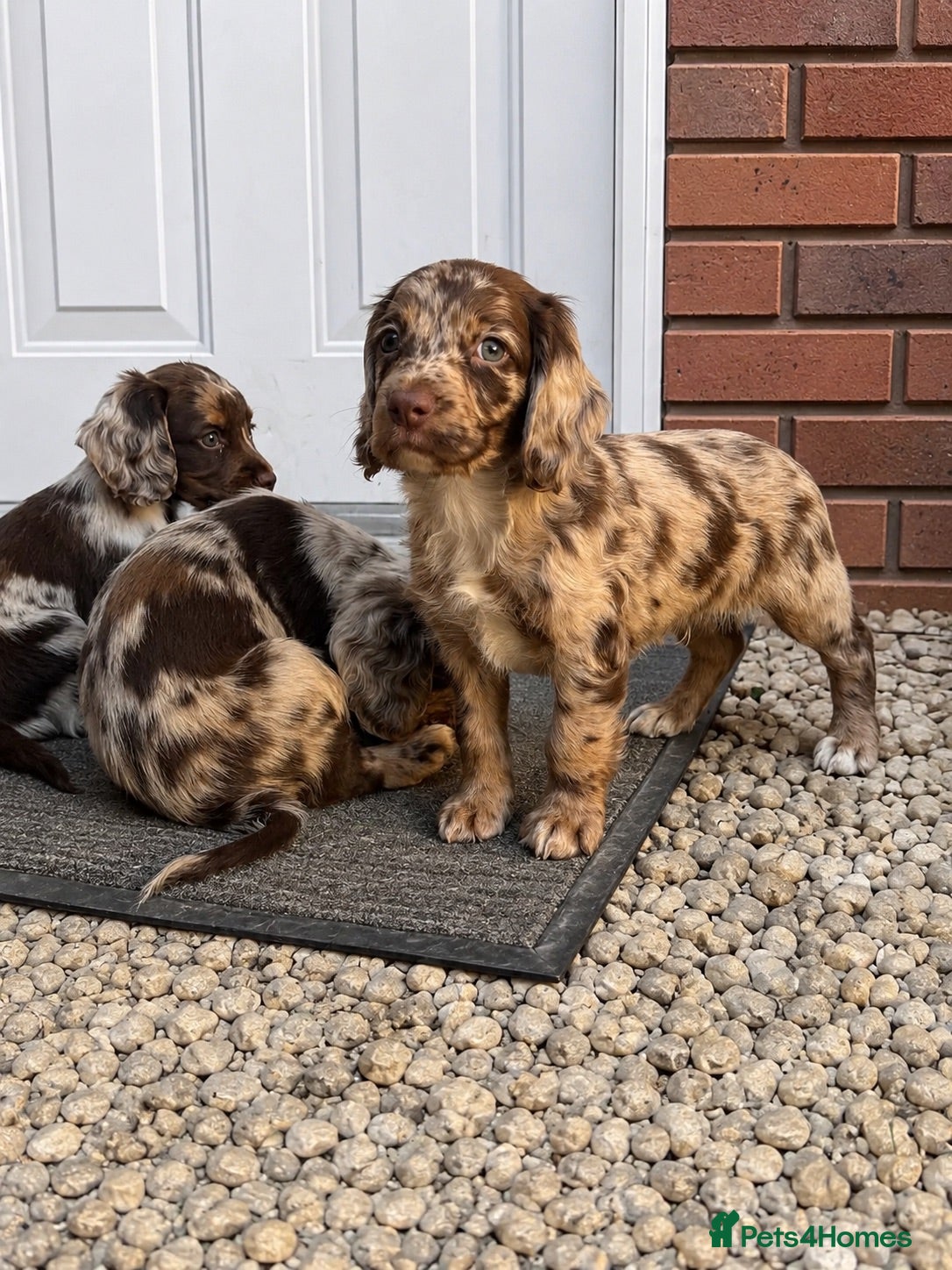 Cockapoo dogs 4 beautiful cocker-spaniel pups - Advert 16