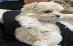 Bichon Frise dogs for sale: Bichon frise puppies for sale  - Advert 1