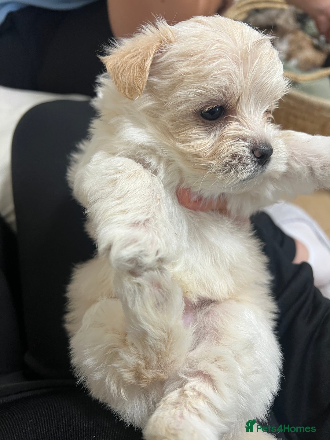 Bichon Frise dogs for sale: Bichon frise puppies for sale  - Advert 1