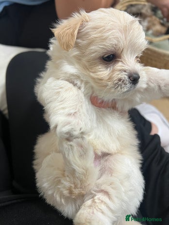 Bichon Frise dogs Bichon frise puppies for sale - Advert 1