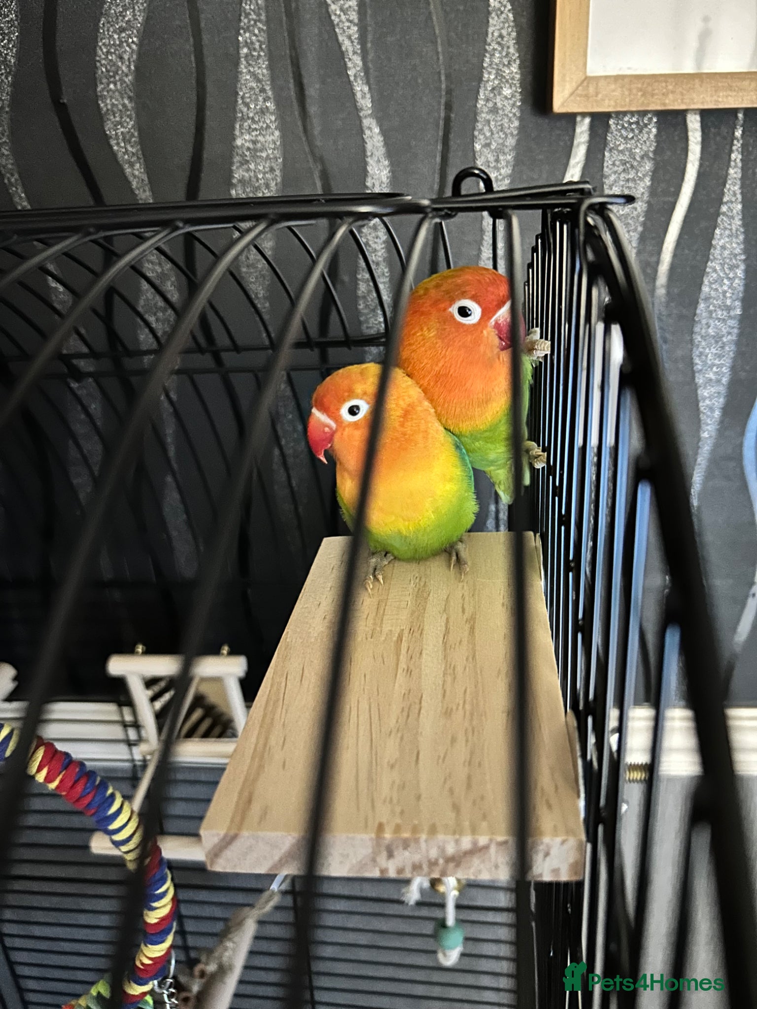 Lovebirds birds Love birds - Advert 2