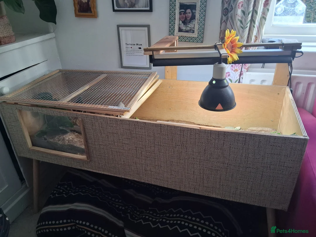 Tortoise reptiles for sale: 3 year old Herman Tortoise free to loving home in Shrewsbury - Advert 2