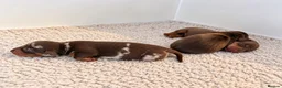 Miniature Dachshund dogs for sale: 🐾 Beautiful KC mini dachshund pups ready 9/11 🐾 - Advert 7