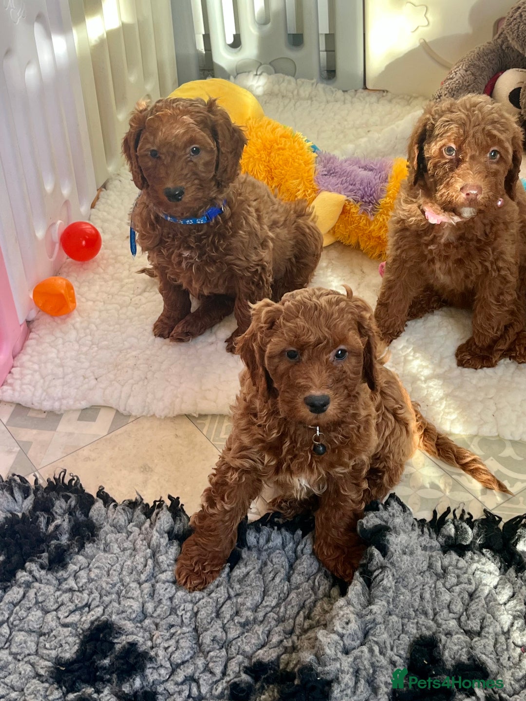 Goldendoodle dogs for sale: multigenerational Australian Golden doubledoodles - Advert 13