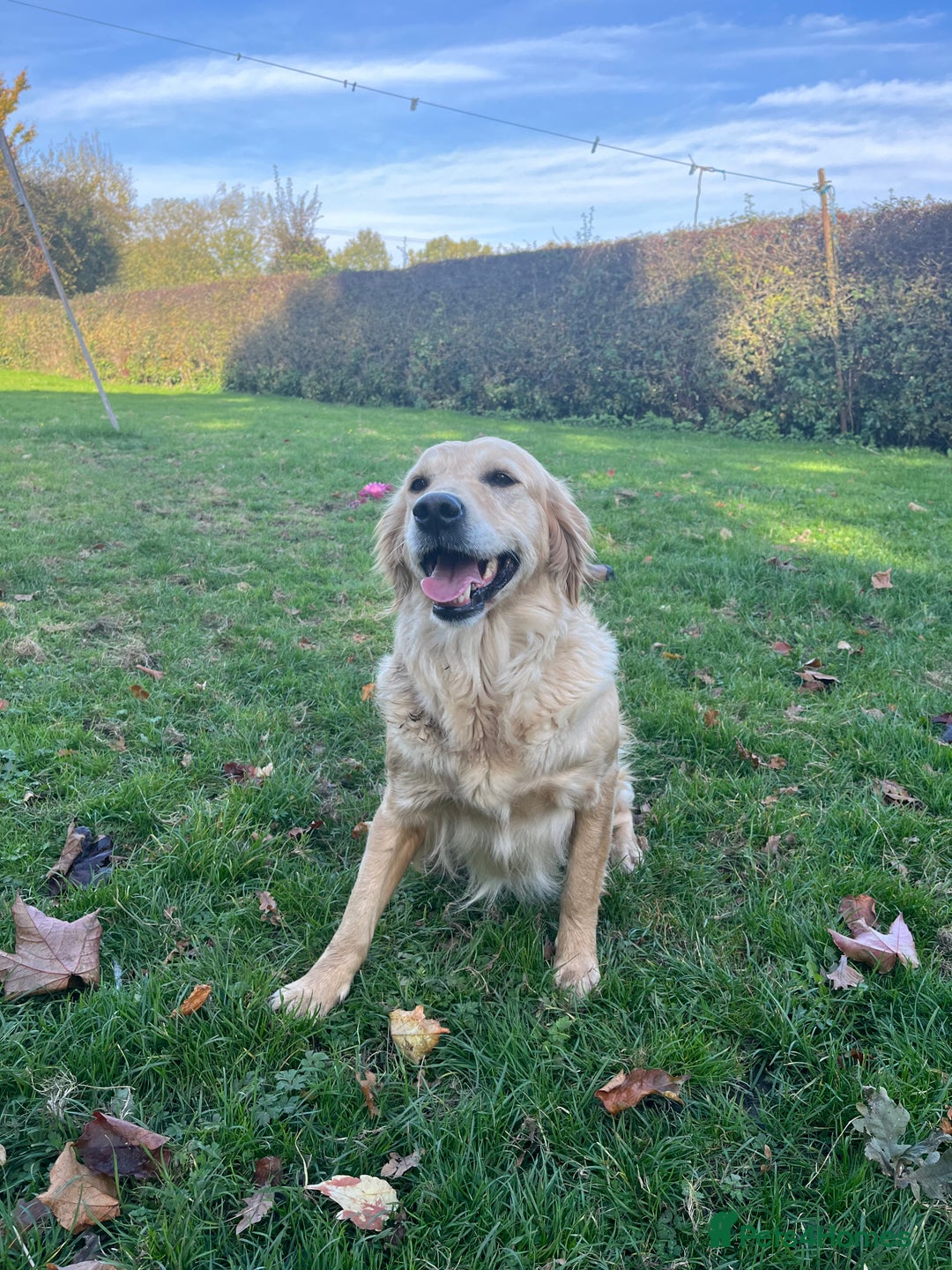 Golden Retriever dogs for sale: Golden retriever bitch  - Advert 1