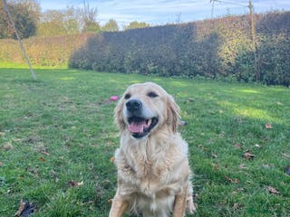 Golden Retriever dogs Golden retriever bitch - Advert 1