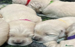 Golden Retriever dogs for sale: Chunky, cream pups - Image 5