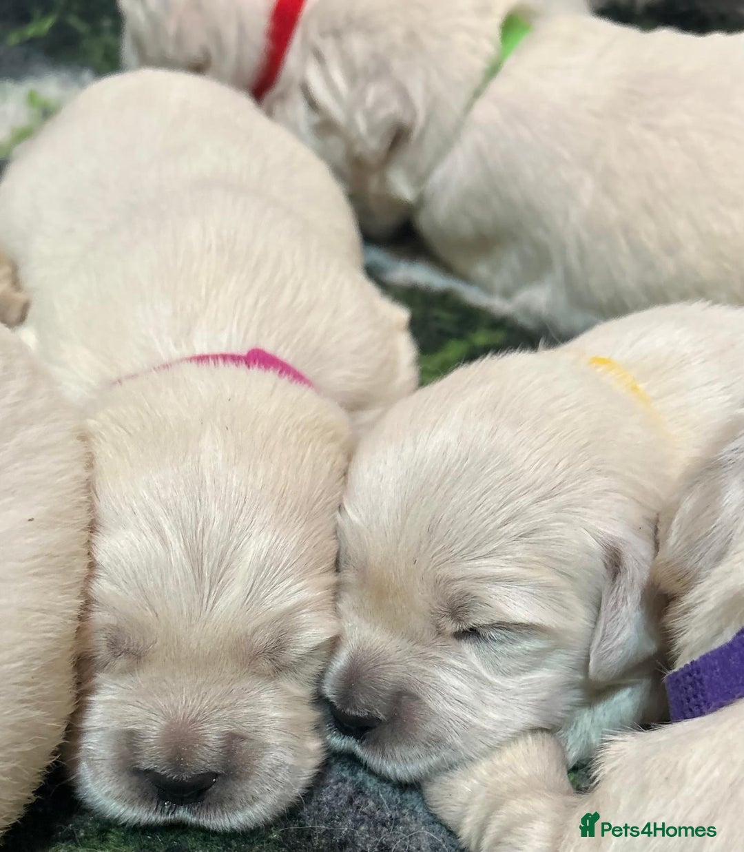 Golden Retriever dogs for sale: Chunky, cream pups - Image 5