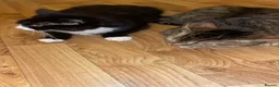 Bengal cats for sale: Two female bengal cats  - Advert 7