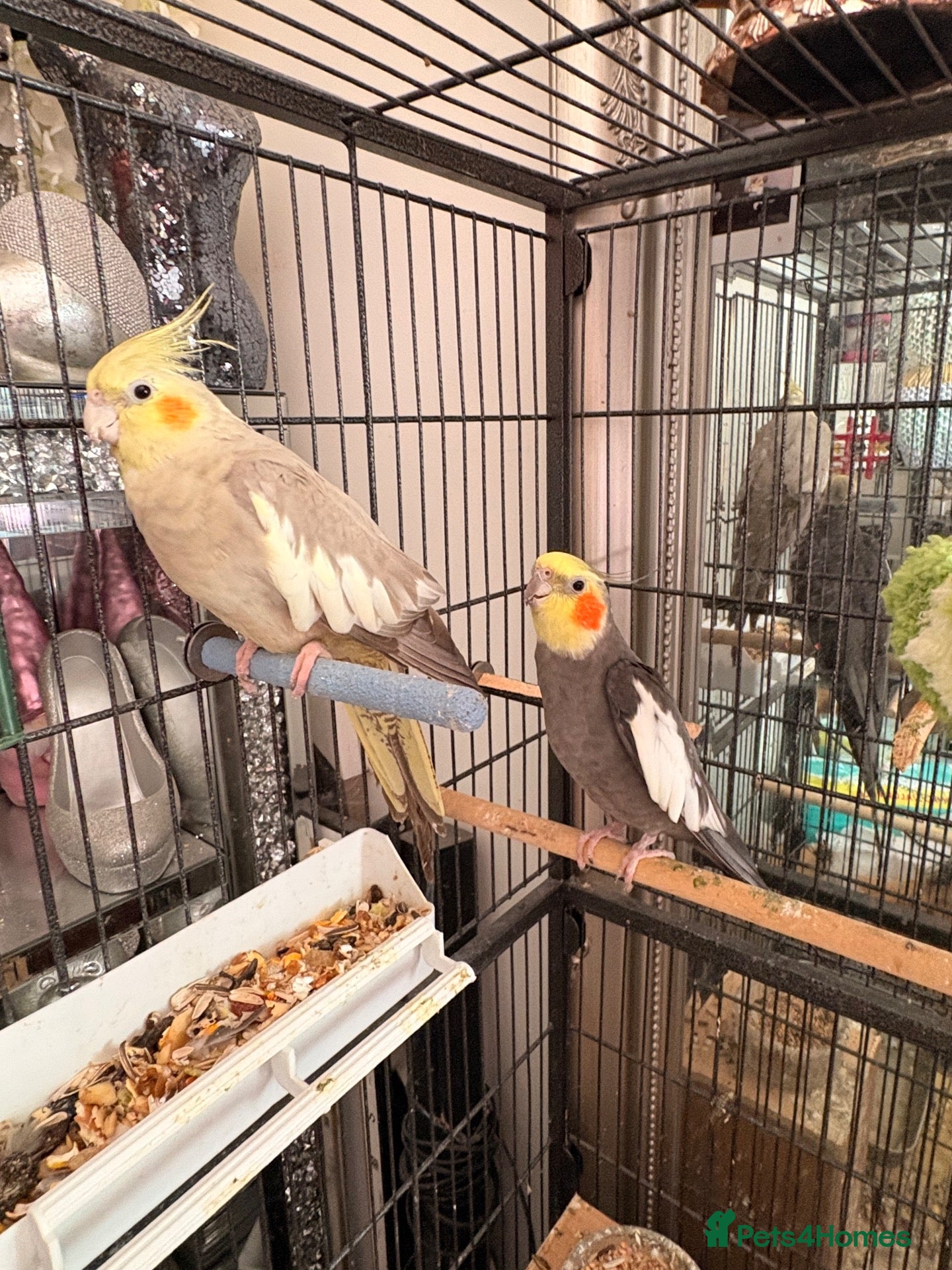 Cockatiels birds Male & female cockatiel - Advert 4