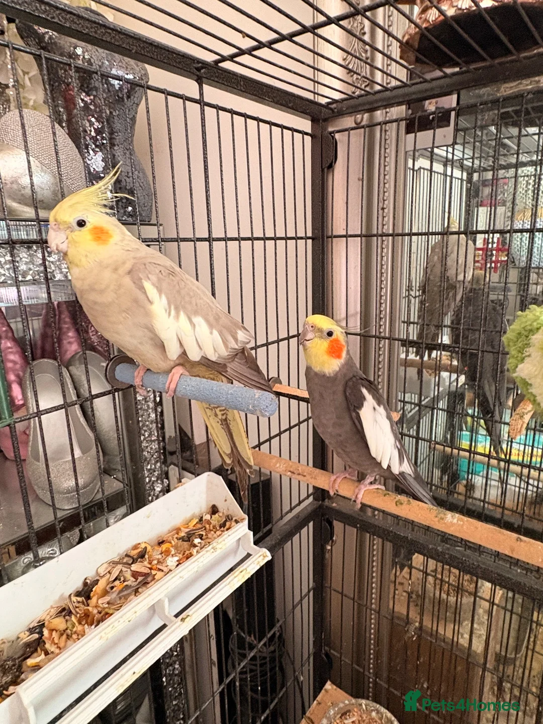 Cockatiels birds for sale: Male & female cockatiel in Cambridge - Advert 1