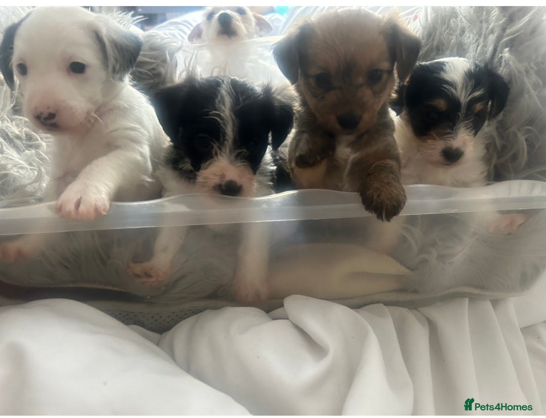 Jackapoo dogs for sale: 4 beautiful jackapoo boys - Image 3