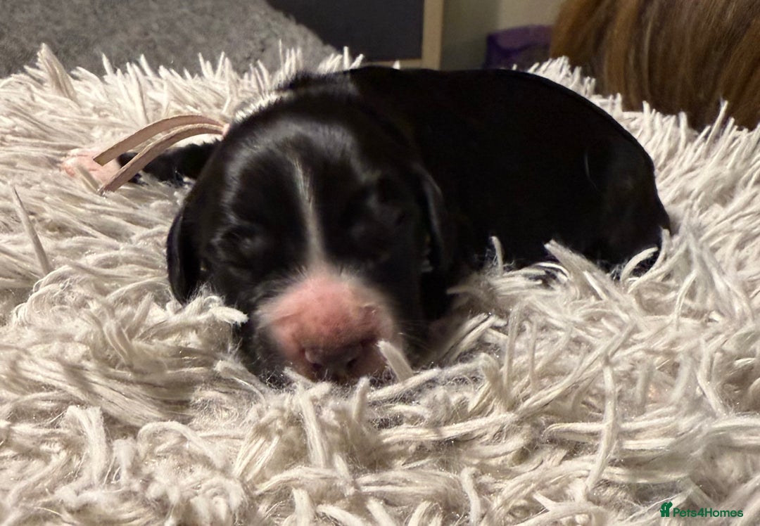 Sprocker dogs for sale: Sprocker puppies  - Advert 12