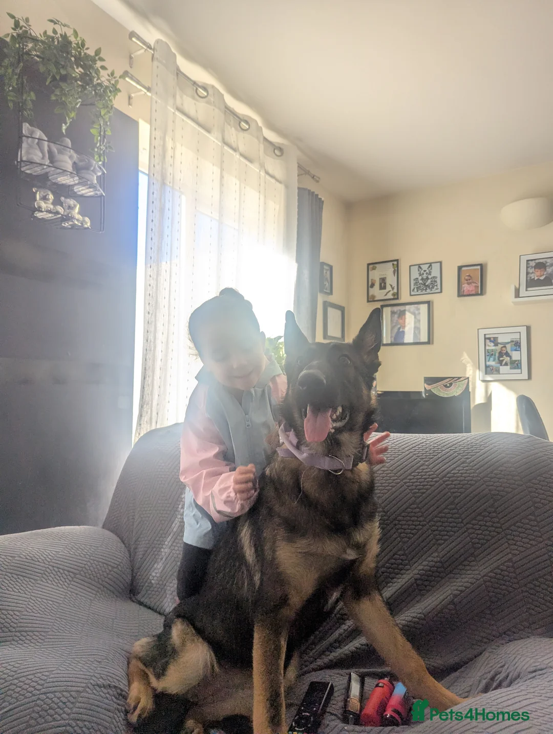 Mixed Breed dogs for sale: Shadow - Advert 2