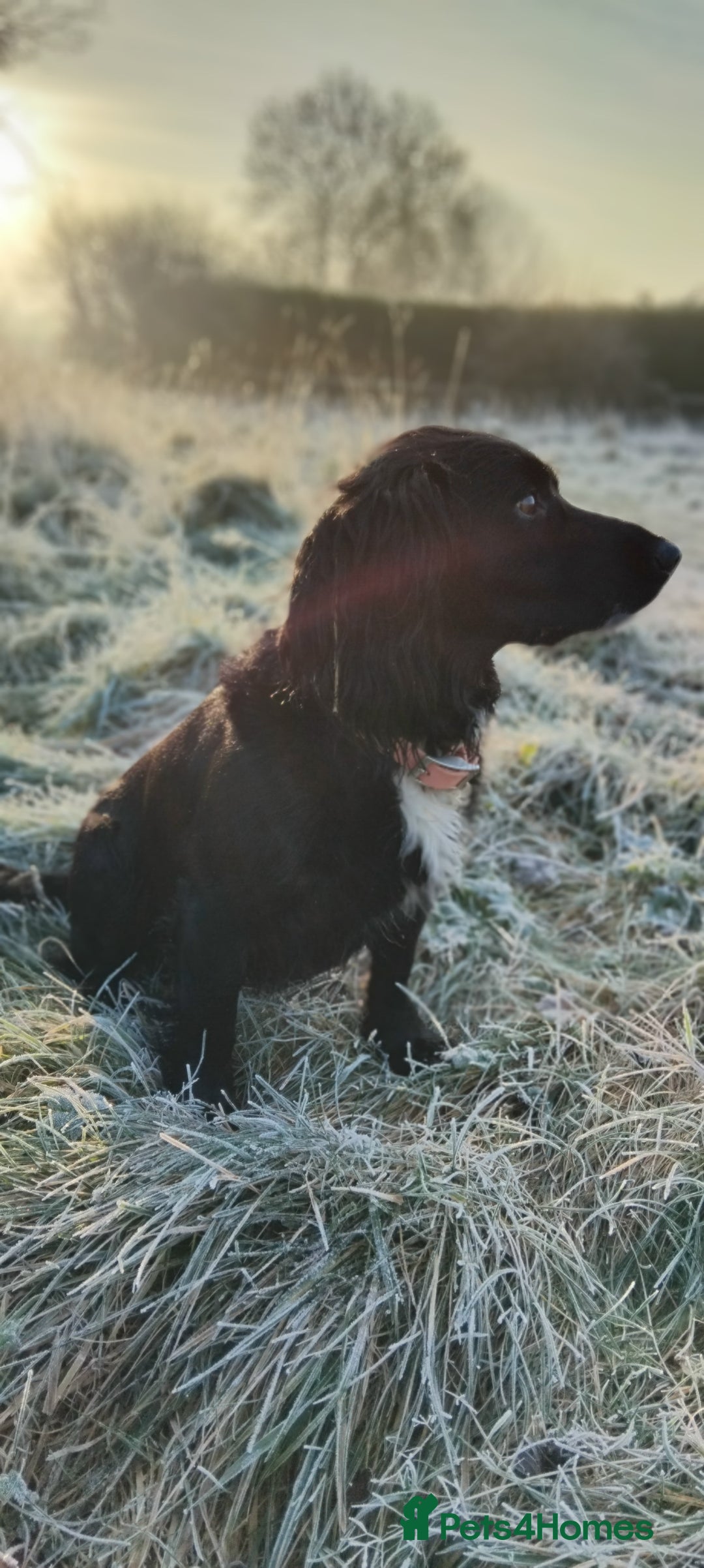 Cockapoo dogs for sale: Perfect Cockerpoo puppies  - Advert 10