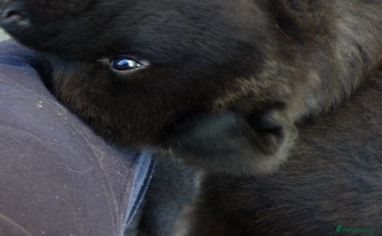 Akita dogs Quality Akita Baby Girl (KC Registered) - Advert 4