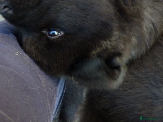 Akita dogs Quality Akita Baby Girl (KC Registered) - Advert 3