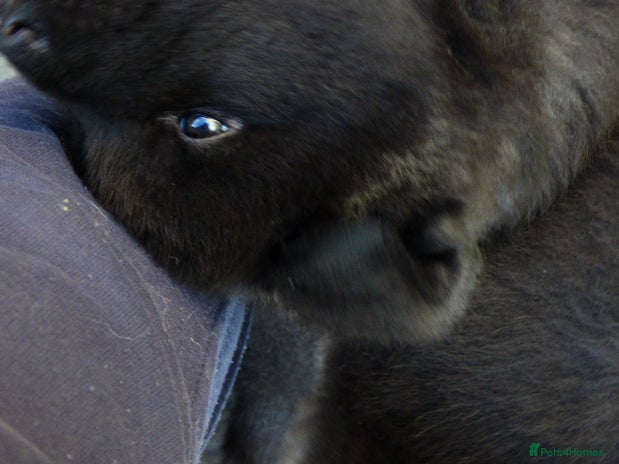 Akita dogs Quality Akita Baby Girl (KC Registered) - Advert 4