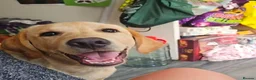 Labrador Retriever dogs for sale: Marely  in Oldham - Advert 4