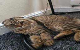 Scottish Fold cats for sale: Beautiful Scottish fold kitten  - Image 4
