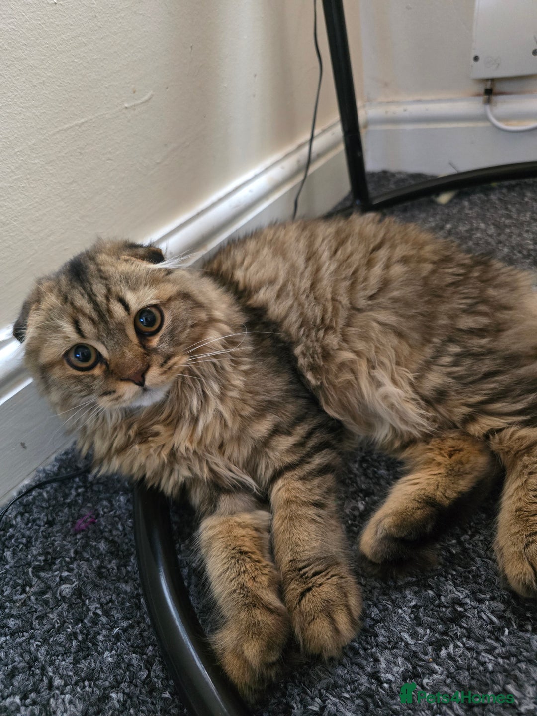 Scottish Fold cats for sale: Beautiful Scottish fold kitten  - Image 4
