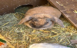 Mixed Breed rabbits for sale: Bonded family of rabbits - Image 5