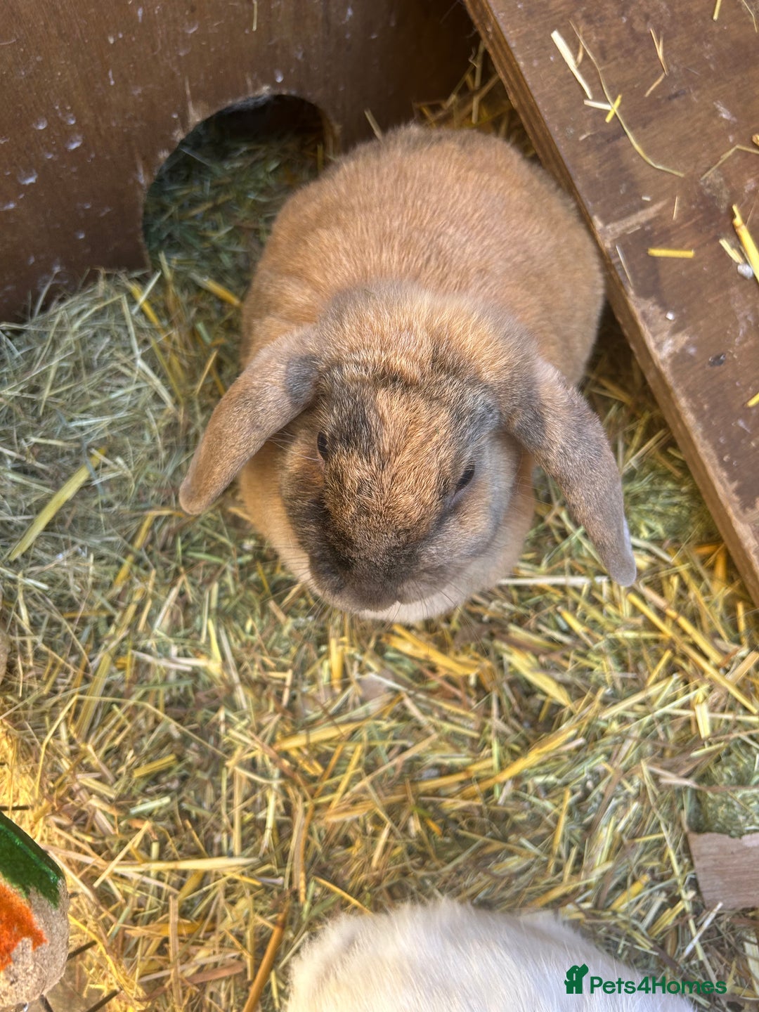 Mixed Breed rabbits for sale: Bonded family of rabbits - Image 5