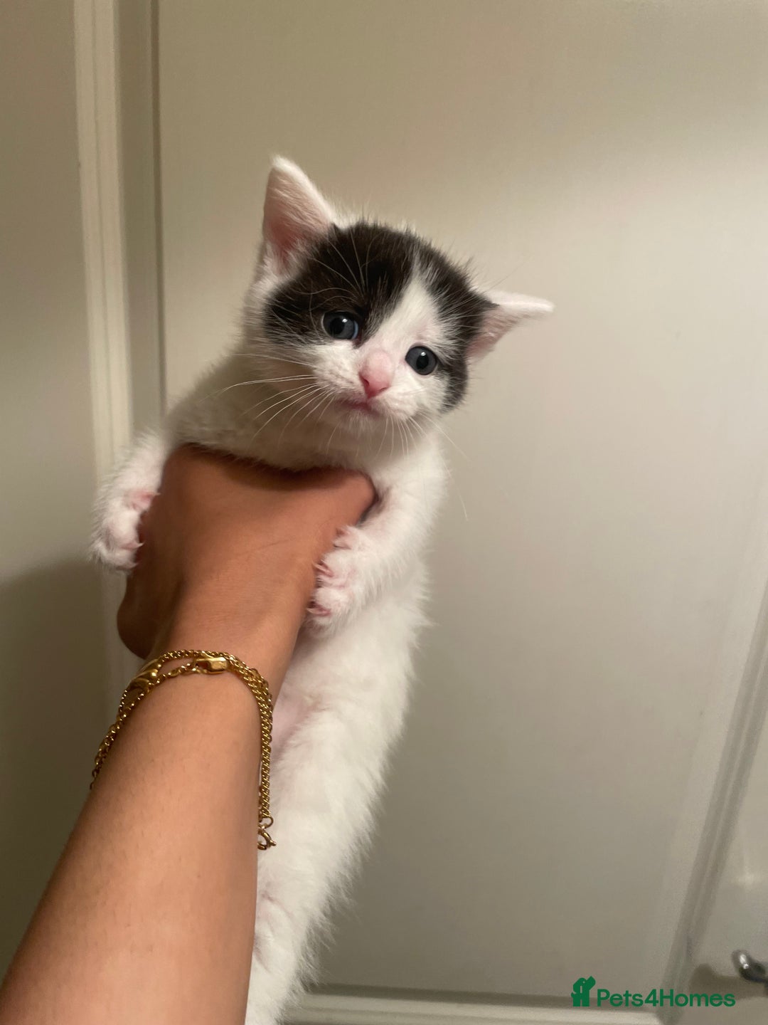 Mixed Breed cats for sale: 5 kittens looking for forever home  - Image 3