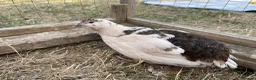 Quail poultry for sale: Piebald and Mixed Colours Coturnix Quails  - Advert 8