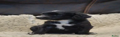 Cockapoo 7