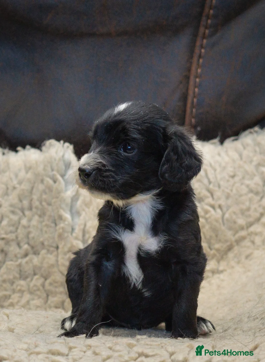 Cockapoo dogs for sale: RARE PARTI COLOUR F2 COCKAPOO PUPPIES  - Advert 2