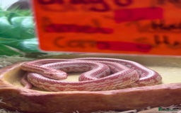 Snake reptiles for sale: Multiple snakes for sale corns and sand boas  - Image 1